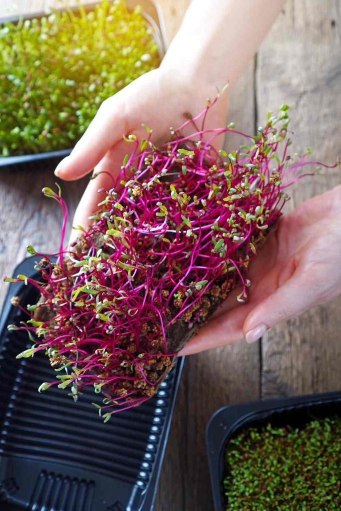 Microgreens - Healthiest Leafy Green Vegetables