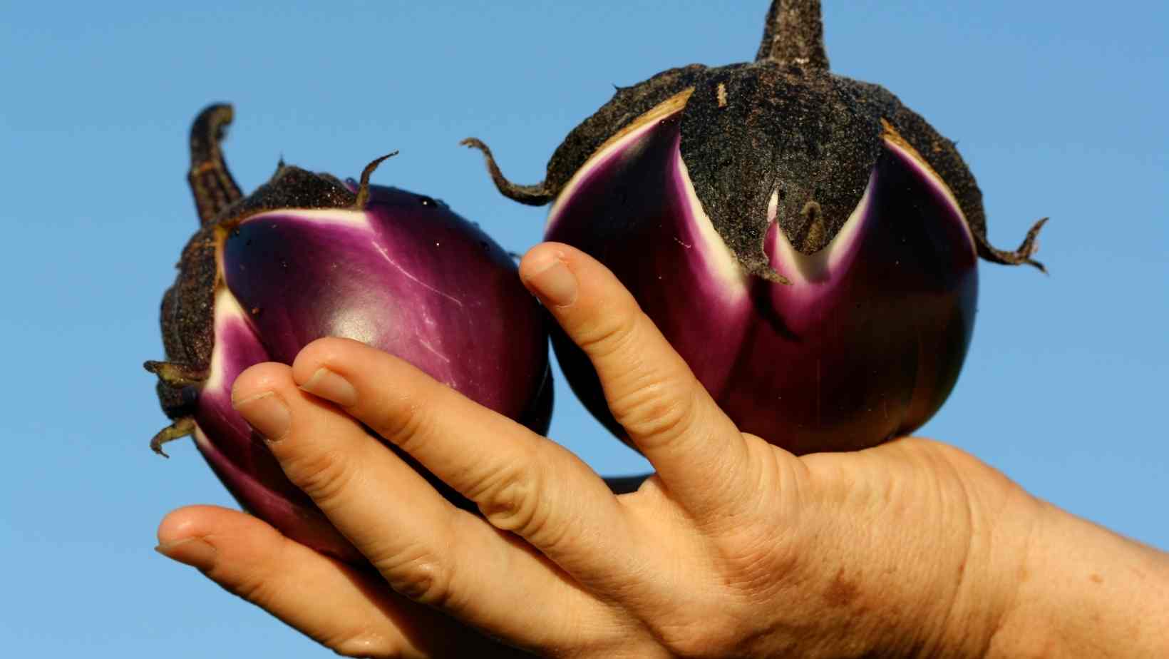 Health Benefits Of Aubergines