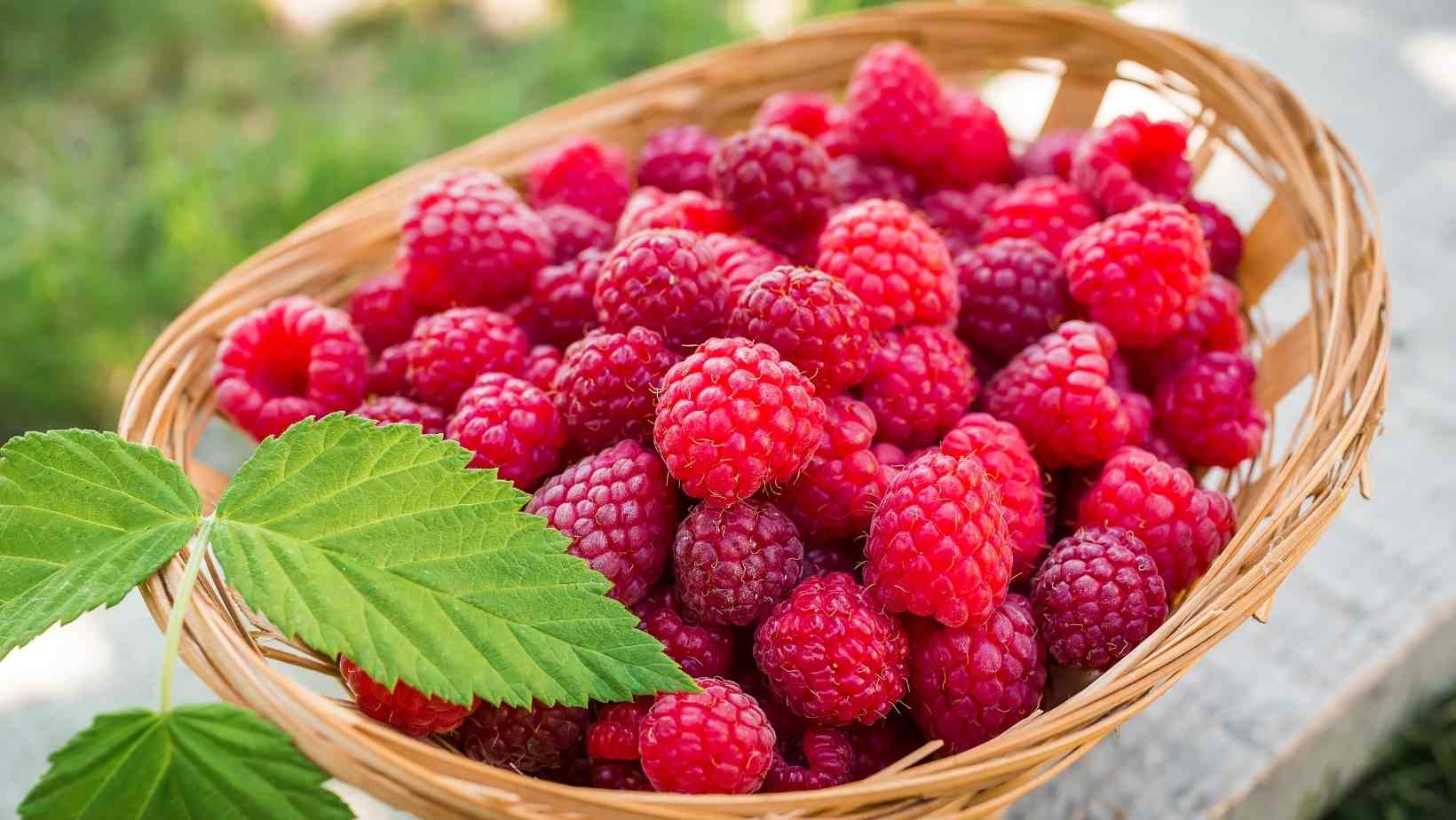 Health Benefits Of Raspberries