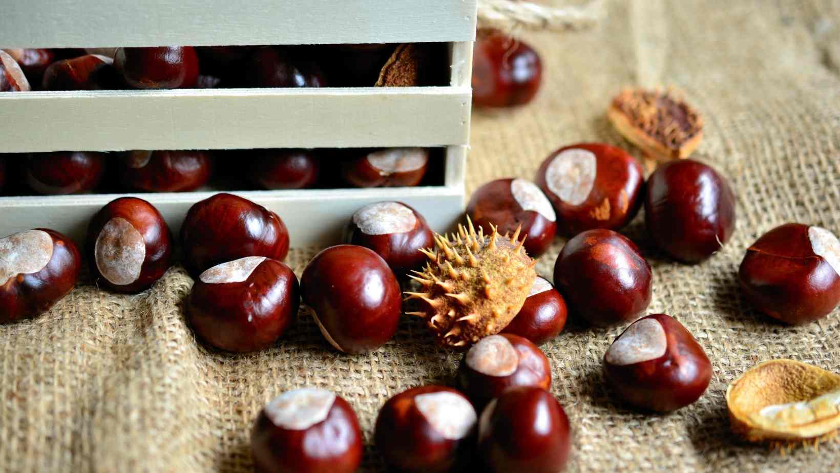 It is beneficial to one's digestive health - Health Benefits Of Chestnuts