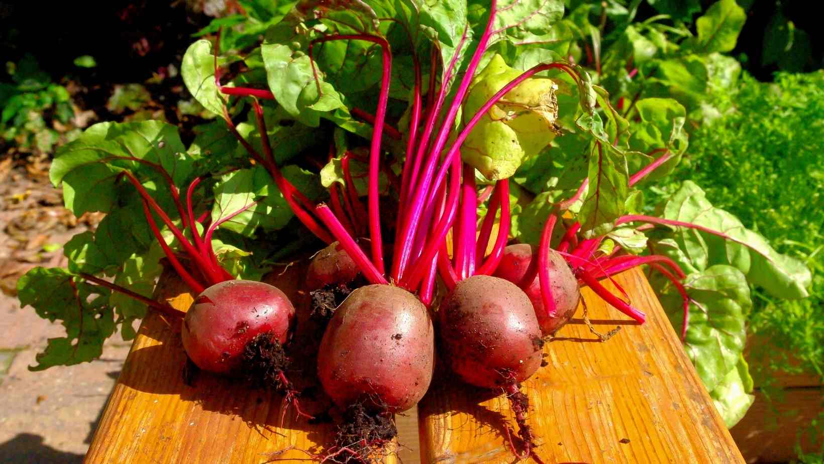 Major Effect of Eating Beets