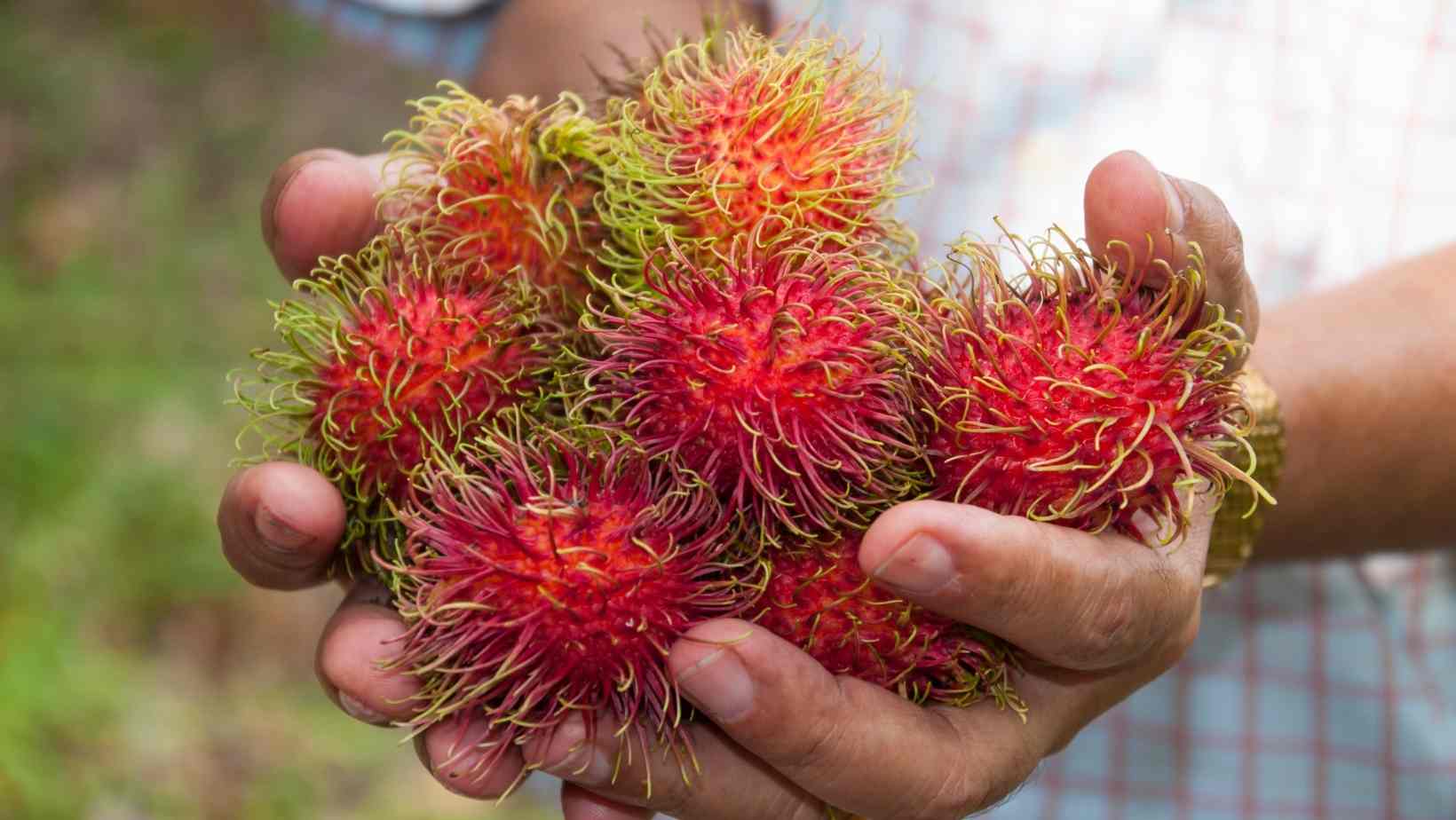 What is the best way to eat a rambutan